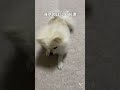 得意のほふく前進する犬 ポメラニアン 犬 犬のいる暮らし かわいい犬 dog pomeranian