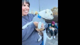 Video preview image #1 Pug-Unknown Mix Puppy For Sale in Corona, CA, USA