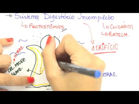 Me Salva! Extensivo de Biologia - FHA02 - Sistema Digestório Incompleto e Completo - Protostômios