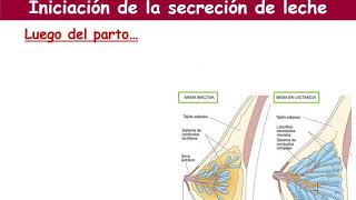 Ciclo sexual femenino (Parte 6) - Reproductor y desarrollo