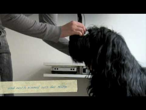 the last unicorn, elliot the briard trick dog