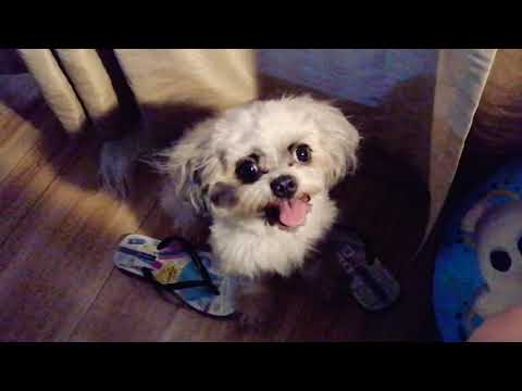 My puppy dog, Maze, always staring and barking for attention Video
