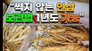 인삼 수삼 1년내내 그대로 보관하는방법 초간단 금산인삼 풍기인삼 강화인삼