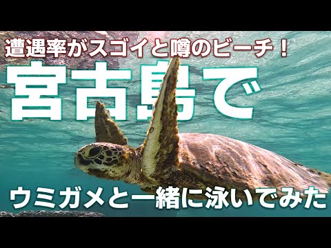 [Praia recomendada nº 1 de Miyakojima] Um vídeo milagroso onde você pode nadar com tartarugas marinhas na entrada da praia! [Vídeo de mergulho com snorkel na costa de Shinshiro]