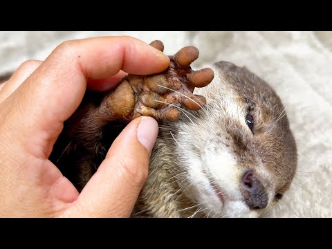 [元ネタ] カワウソのプニプニの肉球ケアとその秘密 Otter paw care and its secrets