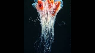 ISIS and BOTCH mashup