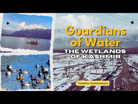 Guardians of Water: The Wetlands of Kashmir