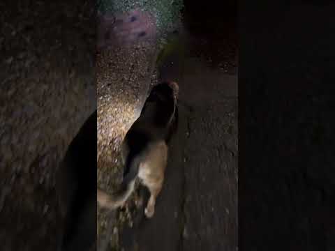 CRAZY DOG THURSDAY MORNING STROLL WITH AZRA #nature #dog #shorts