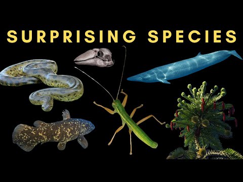 Ten Surprising Discoveries of New Species - The Finds That Made International News