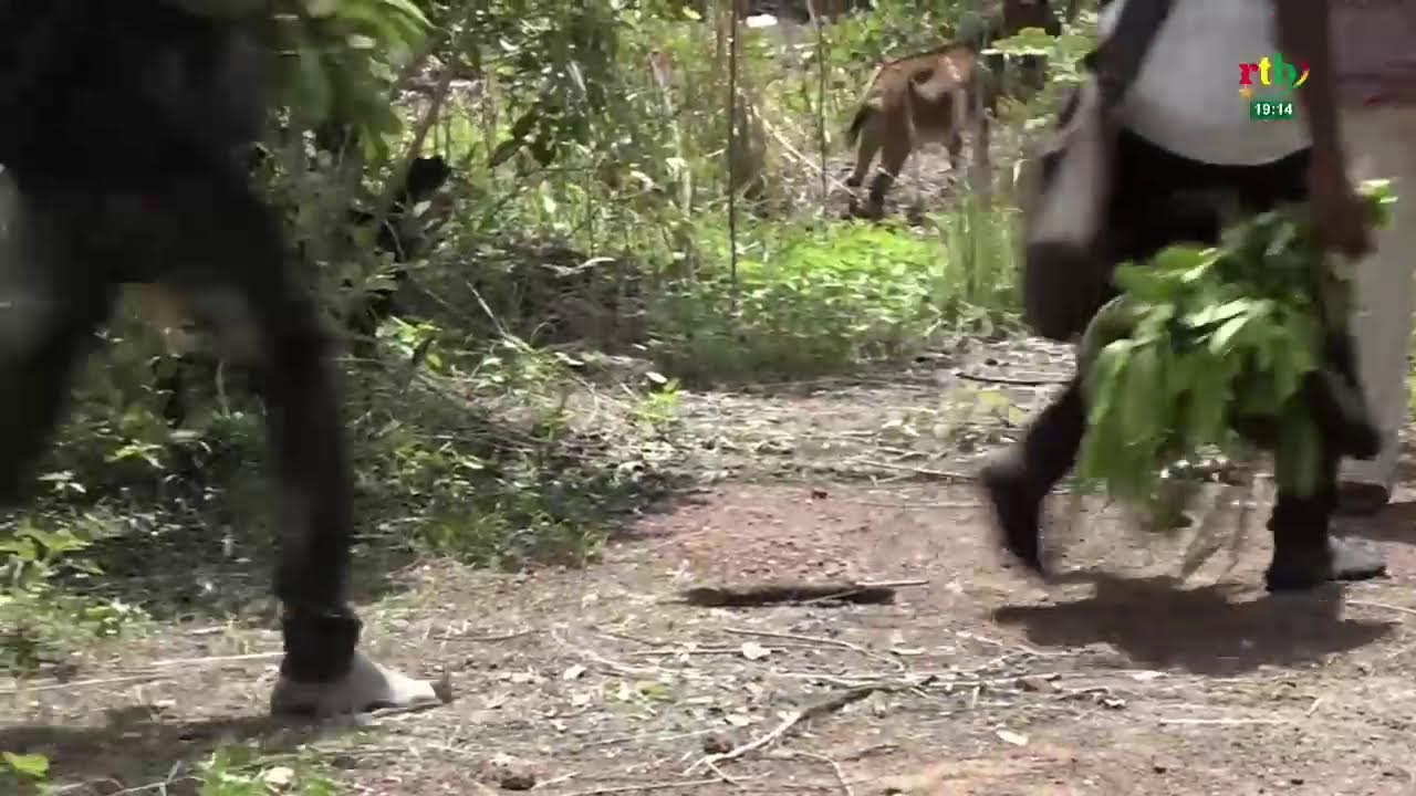 RTB - JT de 19H du 17 juin 2026