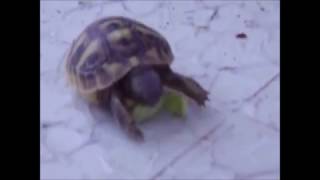 preview picture of video 'Cucciolo di tartaruga che mangia, Baby Turtle Eating'