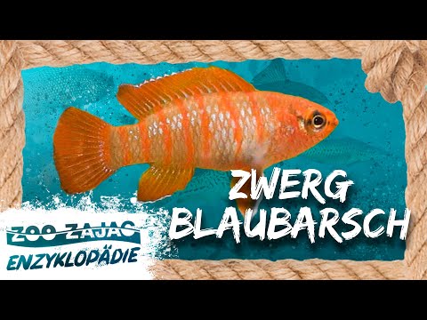 EIN JUWEL FÜRS AQUARIUM | FISCHENZYKLOPÄDIE | Zoo Zajac