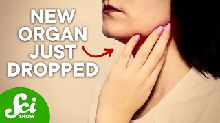 We May Have Found a New Organ, Thanks to Cancer Therapy