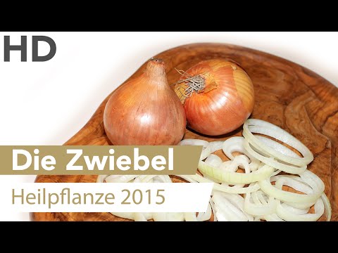 Die Zwiebel: Heilpflanze von 2015