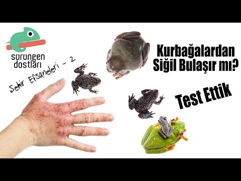 Kurbağalardan Siğil Bulaşır mı? Test Ettik