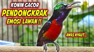 Download lagu SUARA BURUNG KOLIBRI NINJA GACOR FULL ISIAN ROLL TEMBAK !! PANCINGAN KONIN BAHAN AGAR CEPAT EMOSI mp3 Download lagu SUARA BURUNG KOLIBRI NINJA GACOR FULL ISIAN ROLL TEMBAK !! PANCINGAN KONIN BAHAN AGAR CEPAT EMOSI mp3