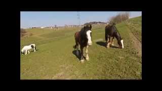 preview picture of video 'Ganz knapp: Flug mit der Phantom Drohne über die Shire Horses'