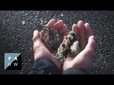 A Sparrow's Song | Trailer (2025)