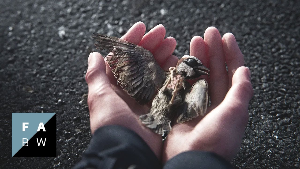 A Sparrow's Song | Trailer (2025)