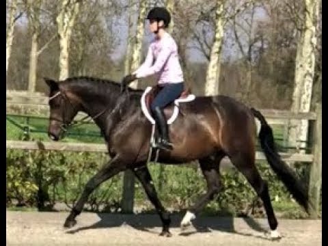 SOLD. Brilliant 5 year old Hunter with Hack winning gaits. Already auto everything Video