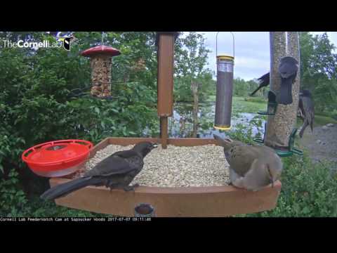 Video 2017 07 07 100203 Mourning Dove Deposit on Patio Feeder