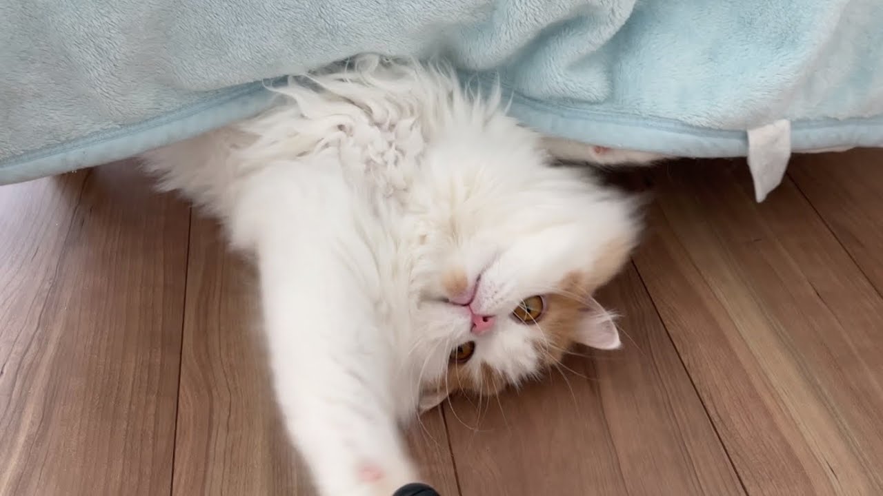 🍋ひょっこり現れるレモンさん可愛すぎぃぃぃいい