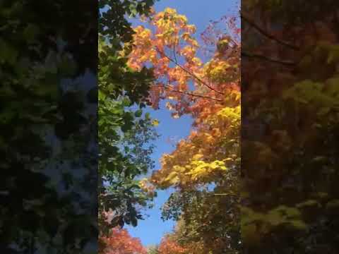 The fall colors were gorgeous!