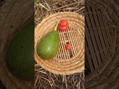 11 aprile || Raccolgo ultimo avocado, i pomodori anno 2023, fave e carciofi
