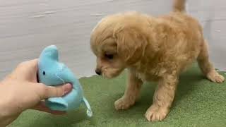 ハーフ犬の動画01