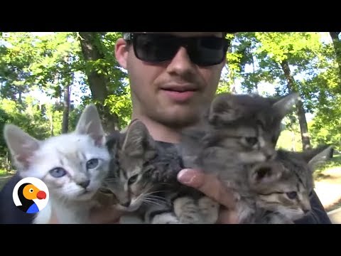 Found a Litter Of Kittens? Here's What You Should Do!