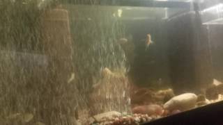 Feeding my Tilapia Earth worms part 1