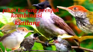 Download lagu Suara pikat burung prenjak âť—kombinasi kutilang ribut mp3 Download lagu Suara pikat burung prenjak âť—kombinasi kutilang ribut mp3