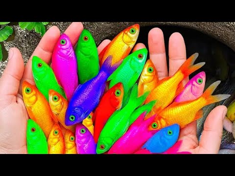 Bunte Fische aus dem Teich fangen! Sie werden ihre leuchtenden Farben nicht glauben!