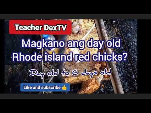 , title : 'Rhode Island Red chicks, magkano kada isang sisiw?'