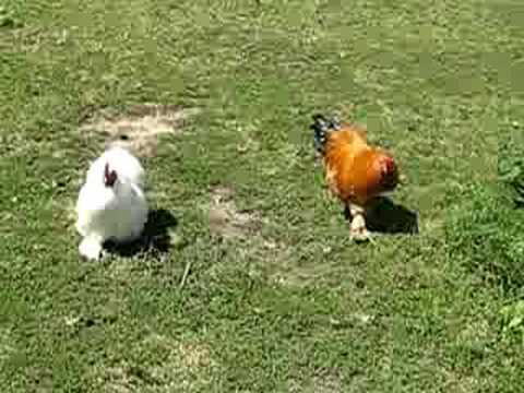 Frank's Farm Yard Friends