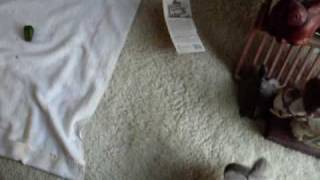 Artemis...my bunny!!