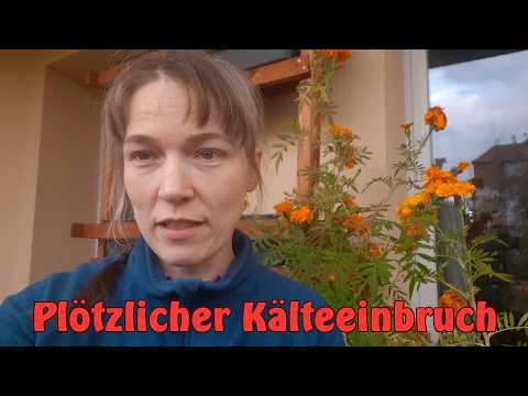Letzte Balkon-Ernte, Kartoffel-Mutprobe und Superdünger