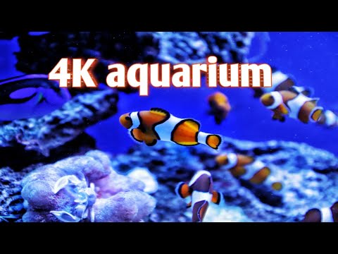 The Best 4K Aquarium for Relaxation II 🐠 Relaxing Oceanscapes - Sleep Meditation 4K UHD Screensaver