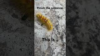 Download lagu There’s poisonous insect’s in the uk ☠️#viral #shortsfeed #shorts #insect #poison mp3 Download lagu There’s poisonous insect’s in the uk ☠️#viral #shortsfeed #shorts #insect #poison mp3