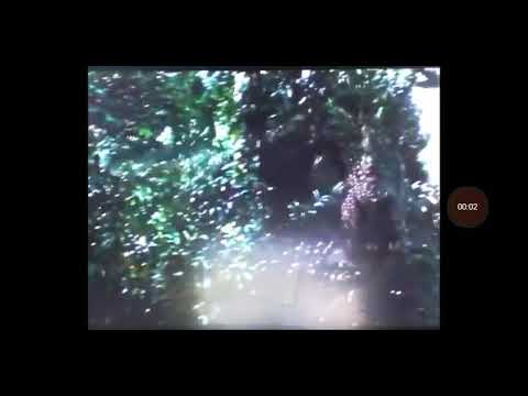 Toon Age Dawn Of The Animals(4)