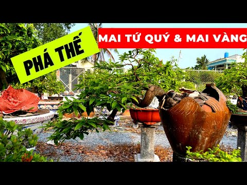 Phá Thế Mai Tứ Quý/ Mai Vàng vào Lu chơi Mai Thế Bay - Lê Việt Mai Vàng & Bonsai