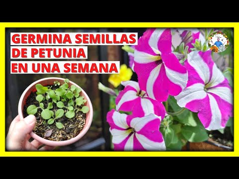 , title : 'COMO GERMINAR SEMILLAS de la planta de PETUNIA EN POCOS DIAS - EL METODO CORRECTO | Gio de la Rosa'