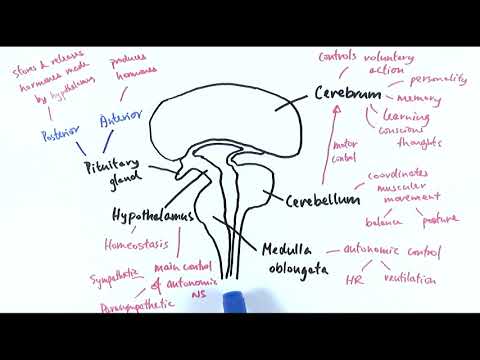 A2 Biology - The brain (OCR A Chapter 13.7)