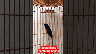 Download lagu Murai Batu Seri F Bongkar suara Elang sambung kapas tembak#shorts mp3