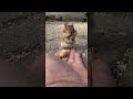 Handfeeding Peanuts To A Little Chipmunk ViralHog
