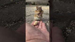 Handfeeding Peanuts to a Little Chipmunk || ViralHog