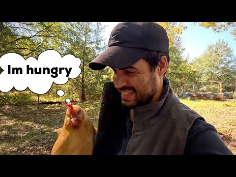 , title : 'What We Feed Our Chickens | Homesteading | Set Apart Farm & Gardens'