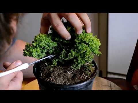 ► How to make bonsai for beginners - HD 2019 - #9 (Bonsai)