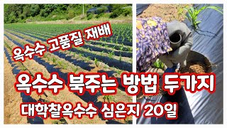 옥수수 북주기 대학찰옥수수 북주는 방법 두가기 [옥수수재배방법]