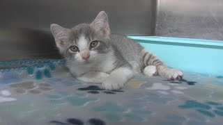 Beaumont Animal Care offers adoption deals to ease shelter overcrowding